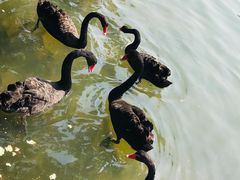 -五缘湾湿地公园