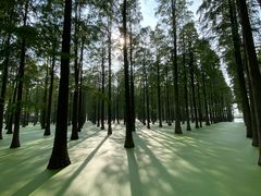-渌洋湖湿地公园