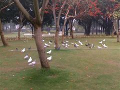 -白鹭洲公园