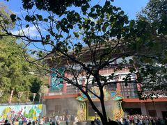 -西双版纳原始森林公园