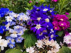 -铁山坪森林公园