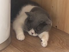 -猫的茶·猫咖