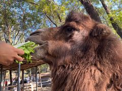 -长白岛森林公园