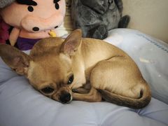 -美联众合动物医院·24h转诊中心