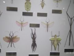 -上海昆虫博物馆