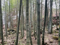 -金子山原生态旅游风景区