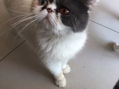 -平行世界·猫咖(首经贸店)