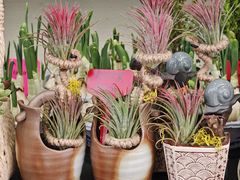 -溪岸路花鸟市场