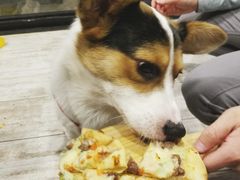 -百好乐宠物友好餐厅(朝外大街店)