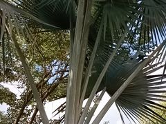 -曼听御花园