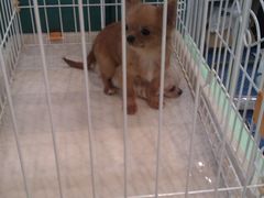 狗狗-东浩兰生上海世博展览馆