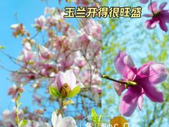 -洛阳市隋唐城遗址植物园