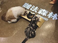 -咖法森林·咖啡  酒吧(天河店)