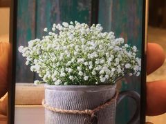 -龙大花卉苗木市场