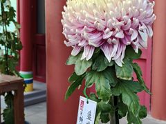 -红花点心局(护国寺店)