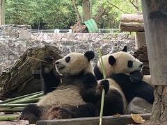 -都江堰中华大熊猫苑