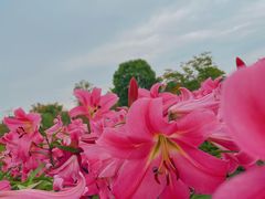 -径山花海