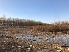 -东郊湿地公园