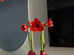 -花未央花店·WEYOUNG