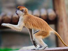 -杭州野生动物世界