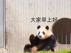 -卧龙中华大熊猫苑神树坪基地