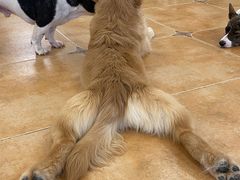 -Let's go狗咖·猫咖·奶狗·桌游(春熙路IFS店)