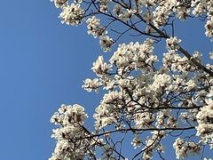 -高东镇樱花园