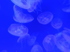 -迪拜水族馆及水下动物园
