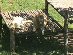 -西霞口神雕山野生动物世界
