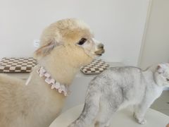 -怪兽屋·羊驼·猫咖·狗咖(俊华广场店)