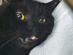 -达爱动物医院·犬猫分区·CT·复杂眼科(远洋山水分院)