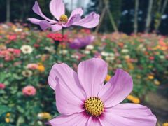 -上海共青森林公园