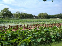-洪湖生态旅游区