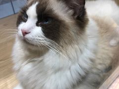 -屋虎猫馆(宝安大仟里店)