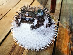 -蓝湾碧波·老字号·疍家非遗海上餐厅