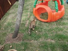 -西霞口神雕山野生动物世界