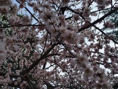 -桃花堤公园