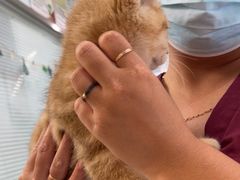 -纳吉亚猫专科动物医院博雅分院