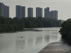 -大亚湾红树林城市湿地公园
