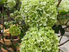 -三圣花乡旅游区