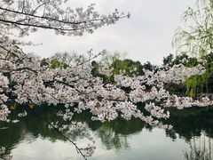 -西湖外事游船(花港观鱼码头)