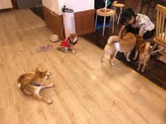 -豆柴町-柴犬主题狗咖(红鼎国际C座店)