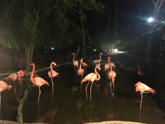 -清迈夜间动物园