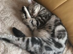 -喜多萌中农锦绣动物医院24H·猫科·牙科MRI·CT