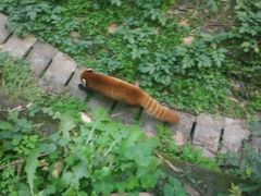 -成都大熊猫繁育研究基地