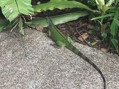 -新加坡飞禽公园