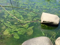 -新江湾城公园
