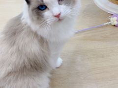 -1013 PET SHOP 宠物商店(近铁城市广场店)