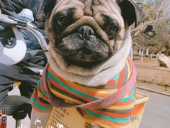 -长白岛森林公园