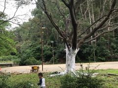 -南国桃园旅游度假区